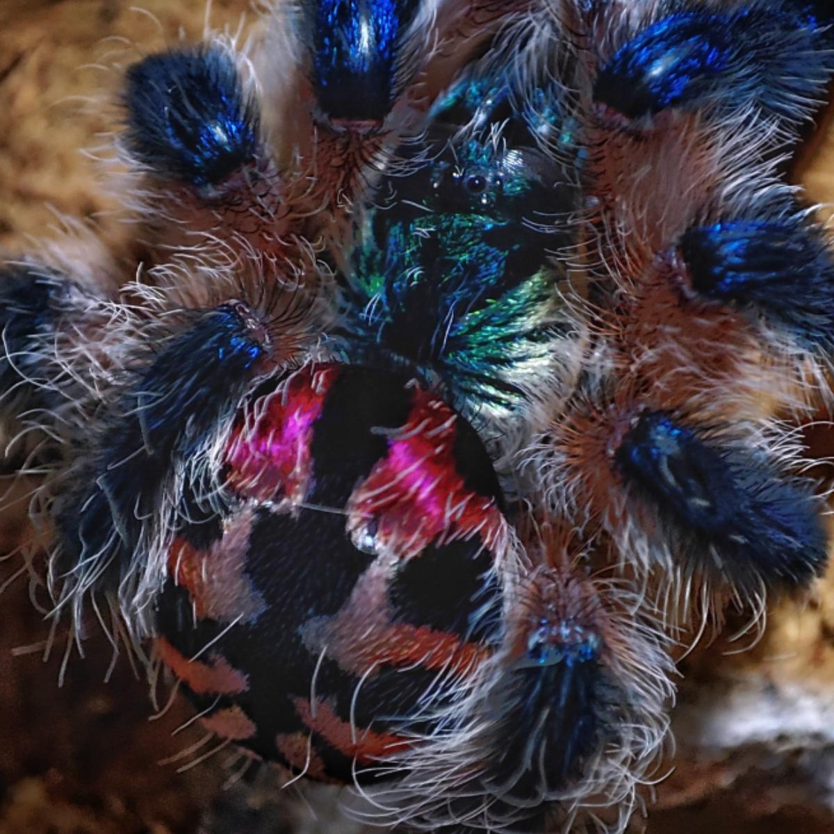 Typhochlaena seladonia